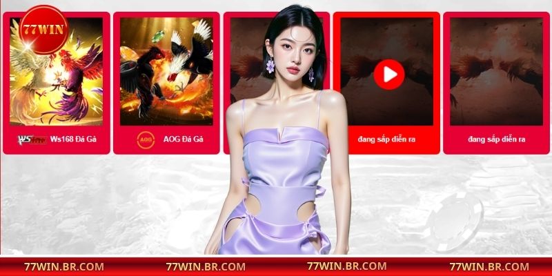 Hội viên cần tìm hiểu lịch sử của chiến kê